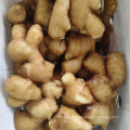 Ginger fresh organic ginger newest crop in bulk professional export gengibre fresh ginger